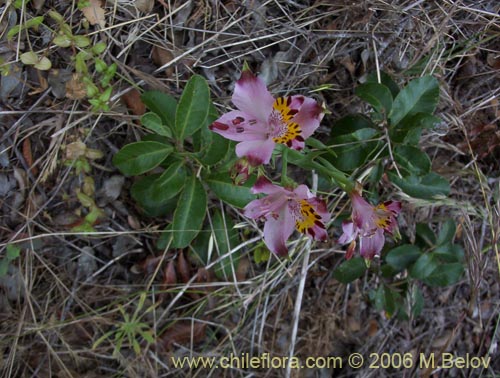 Image of Alstroemeria pulchra ssp. pulchra (Flor de Aguila / Flor de San Martin / Mariposa del Campo). Click to enlarge parts of image.