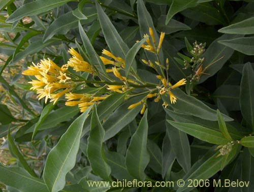 Imágen de Cestrum parqui (Palqui / Parqui / Hediondilla). Haga un clic para aumentar parte de imágen.