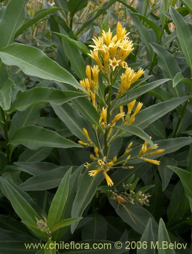 Imágen de Cestrum parqui (Palqui / Parqui / Hediondilla). Haga un clic para aumentar parte de imágen.