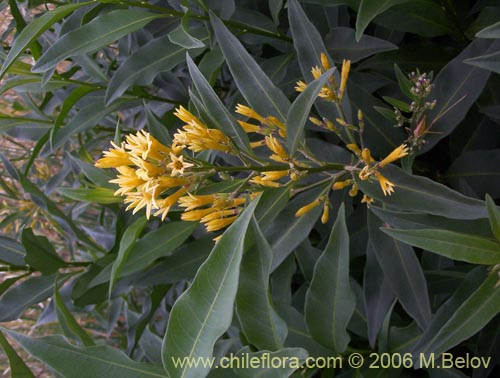 Cestrum parquiの写真