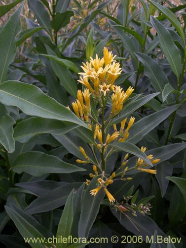 Bild von Cestrum parqui (Palqui / Parqui / Hediondilla). Klicken Sie, um den Ausschnitt zu vergrössern.