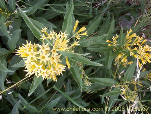 Imágen de Cestrum parqui (Palqui / Parqui / Hediondilla). Haga un clic para aumentar parte de imágen.