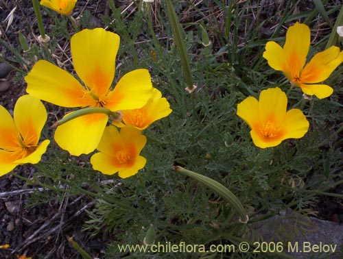 Фотография Eschscholzia californica (Dedal de oro / Copa de oro). Щелкните, чтобы увеличить вырез.