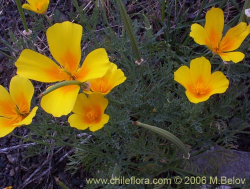 Image of Eschscholzia californica (Dedal de oro / Copa de oro). Click to enlarge parts of image.