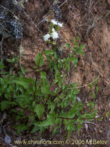 Image of Ageratina glechonophylla (Barba de viejo). Click to enlarge parts of image.