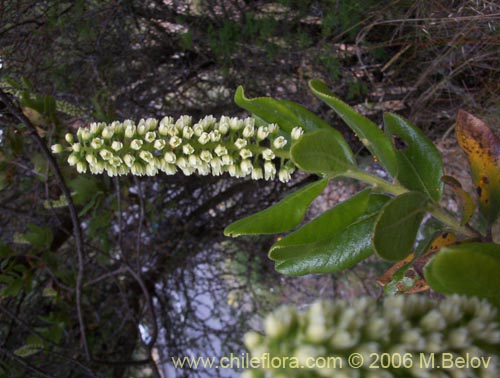 Фотография Escallonia pulverulenta (Madroño / Corontillo / Siete camisas). Щелкните, чтобы увеличить вырез.