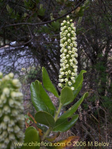 Фотография Escallonia pulverulenta (Madroño / Corontillo / Siete camisas). Щелкните, чтобы увеличить вырез.