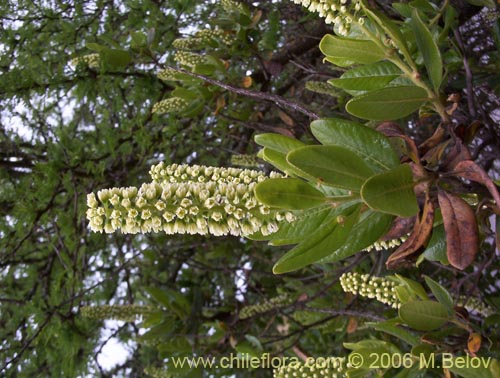 Фотография Escallonia pulverulenta (Madroño / Corontillo / Siete camisas). Щелкните, чтобы увеличить вырез.