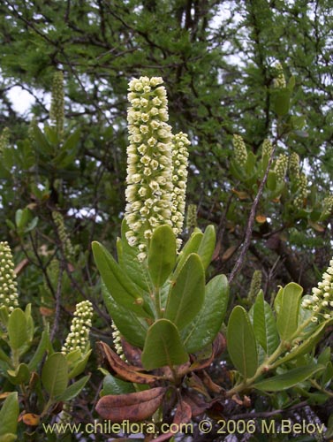 Фотография Escallonia pulverulenta (Madroño / Corontillo / Siete camisas). Щелкните, чтобы увеличить вырез.