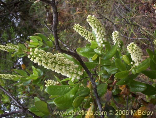 Image of Escallonia pulverulenta (Madroño / Corontillo / Siete camisas). Click to enlarge parts of image.
