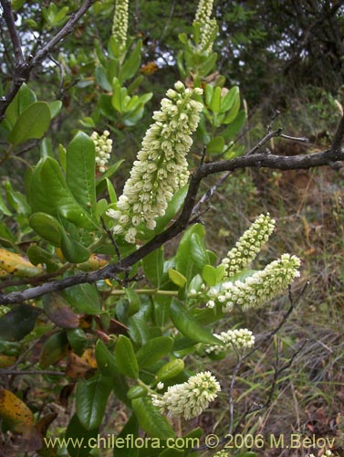 Фотография Escallonia pulverulenta (Madroño / Corontillo / Siete camisas). Щелкните, чтобы увеличить вырез.