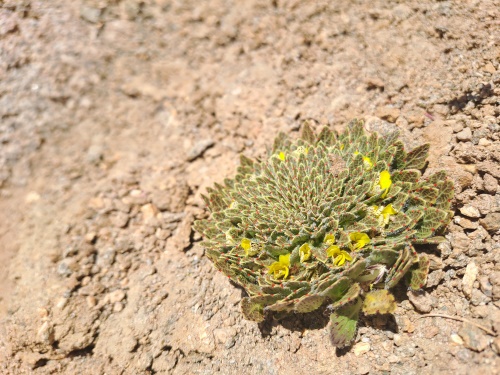 Viola sp. #3061의 사진