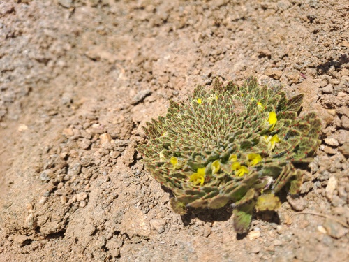 Imágen de Viola sp. #3061 (). Haga un clic para aumentar parte de imágen.