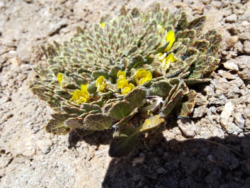 Viola sp. #3061的照片