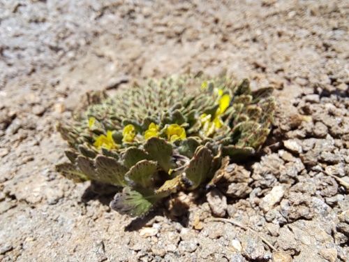 Viola sp. #3061的照片