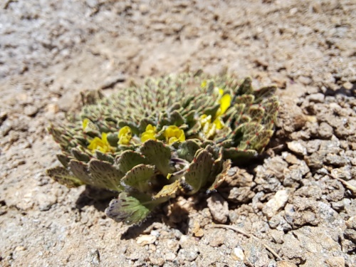 Viola sp. #3061的照片