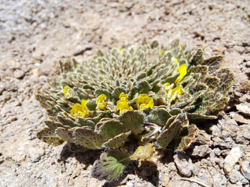 Image of Viola sp. #3061 (). Click to enlarge parts of image.