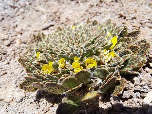 Image of Viola sp. #3061 (). Click to enlarge parts of image.