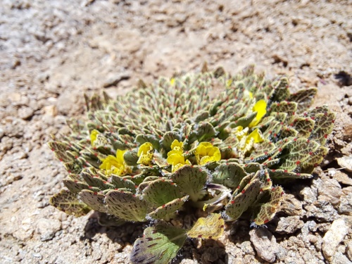 Image of Viola sp. #3061 (). Click to enlarge parts of image.