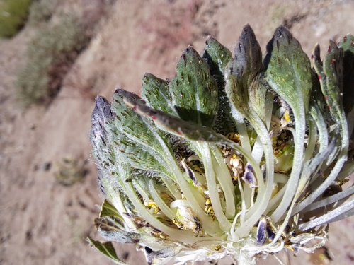 Image of Viola sp. #3061 (). Click to enlarge parts of image.