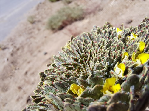 Image of Viola sp. #3061 (). Click to enlarge parts of image.