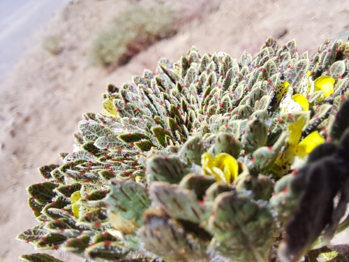 Image of Viola sp. #3061 (). Click to enlarge parts of image.