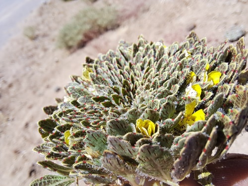 Image of Viola sp. #3061 (). Click to enlarge parts of image.