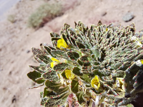 Image of Viola sp. #3061 (). Click to enlarge parts of image.