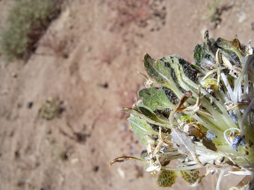 Image of Viola sp. #3061 (). Click to enlarge parts of image.