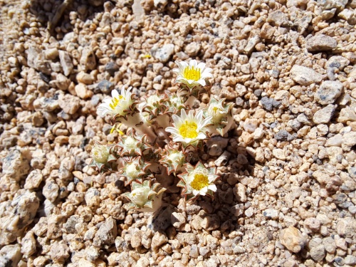 Image of Chaetanthera sp. #3062 (). Click to enlarge parts of image.
