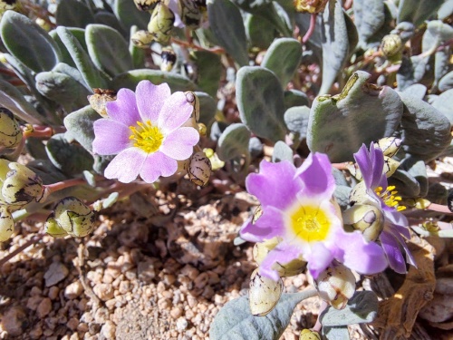 Imágen de Calandrinia sp. #3058 (). Haga un clic para aumentar parte de imágen.