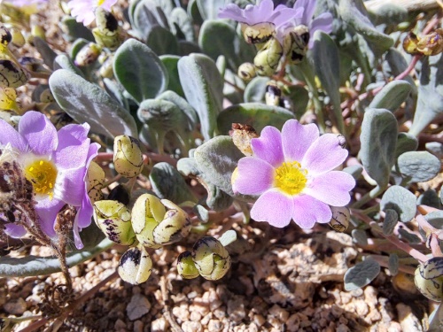 Calandrinia sp. #3058的照片