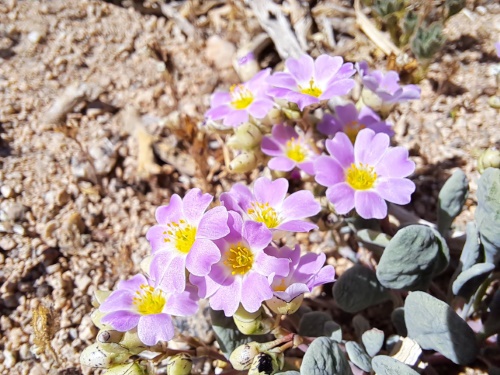 Calandrinia sp. #3058の写真