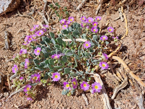 Calandrinia sp. #3058的照片