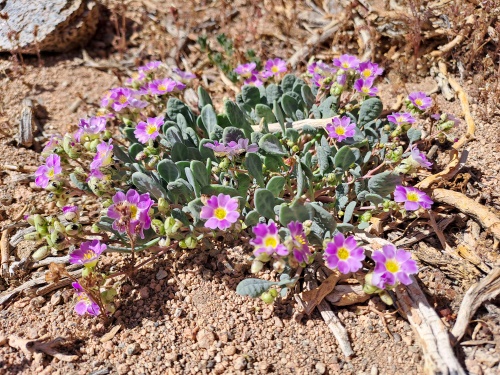 Image of Calandrinia sp. #3058 (). Click to enlarge parts of image.