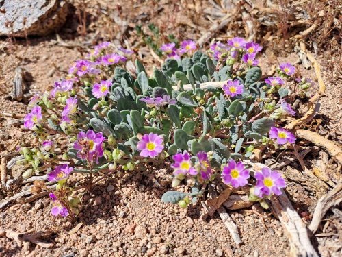 Bild von Calandrinia sp. #3058 (). Klicken Sie, um den Ausschnitt zu vergrössern.