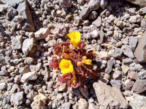 Oxalis sp. #3057の写真