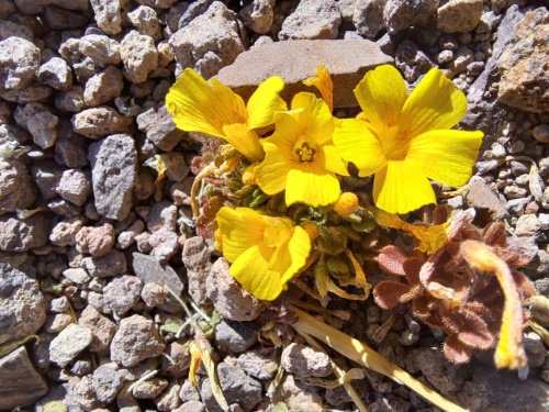 Oxalis sp. #3057의 사진