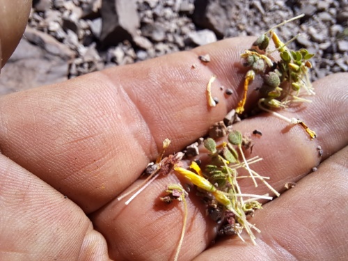 Imágen de Oxalis sp. #3057 (). Haga un clic para aumentar parte de imágen.