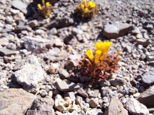 Imágen de Oxalis sp. #3057 (). Haga un clic para aumentar parte de imágen.