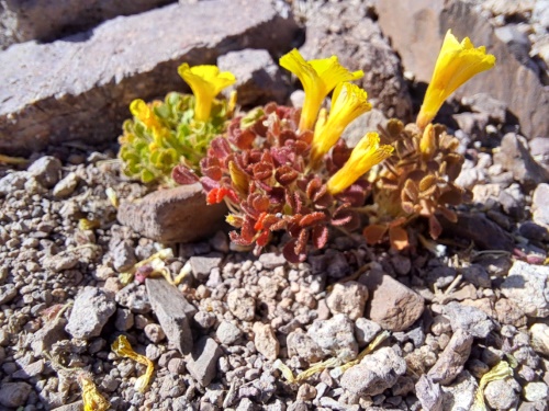 Oxalis sp. #3057の写真