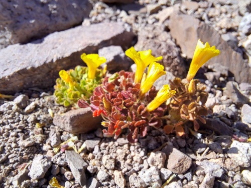 Oxalis sp. #3057の写真