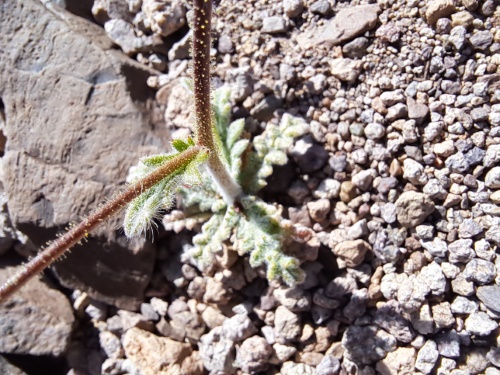 Image of Unidentified Plant sp. #3056 (). Click to enlarge parts of image.