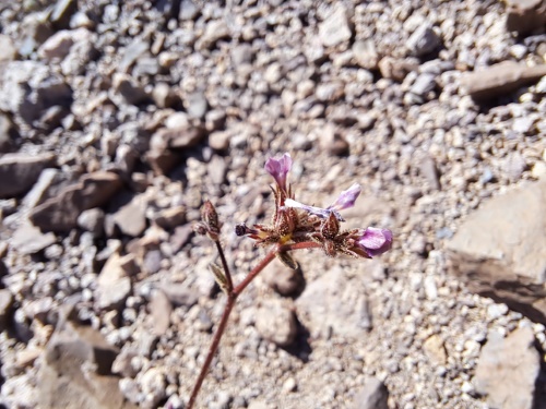 Imágen de Planta no identificada sp. #3056 (). Haga un clic para aumentar parte de imágen.