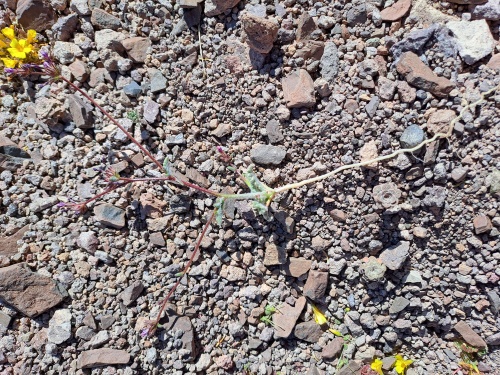 Image of Unidentified Plant sp. #3056 (). Click to enlarge parts of image.