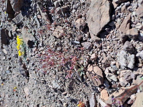 Imágen de Planta no identificada sp. #3056 (). Haga un clic para aumentar parte de imágen.