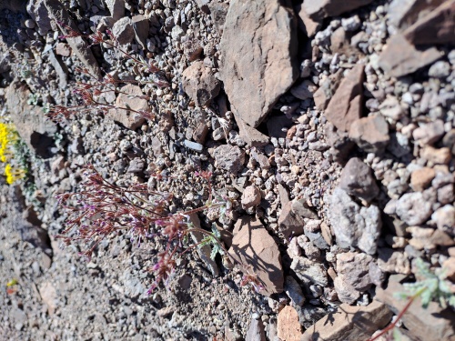 Image of Unidentified Plant sp. #3056 (). Click to enlarge parts of image.