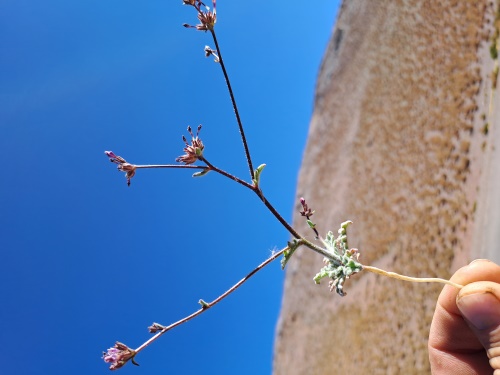 Image of Unidentified Plant sp. #3056 (). Click to enlarge parts of image.