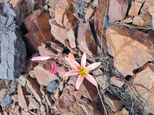 Bild von Rhodophiala sarae (). Klicken Sie, um den Ausschnitt zu vergrössern.