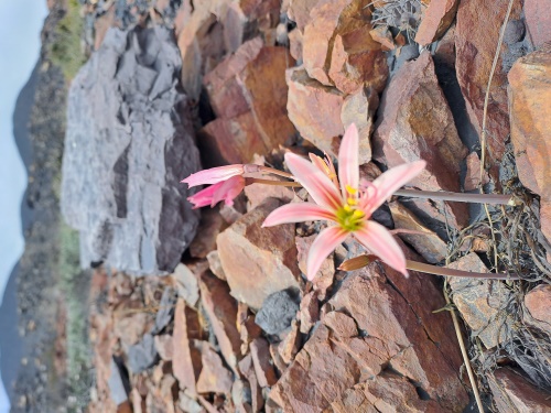 Bild von Rhodophiala sarae (). Klicken Sie, um den Ausschnitt zu vergrössern.